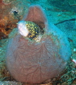   This little snowflake eel found great place  